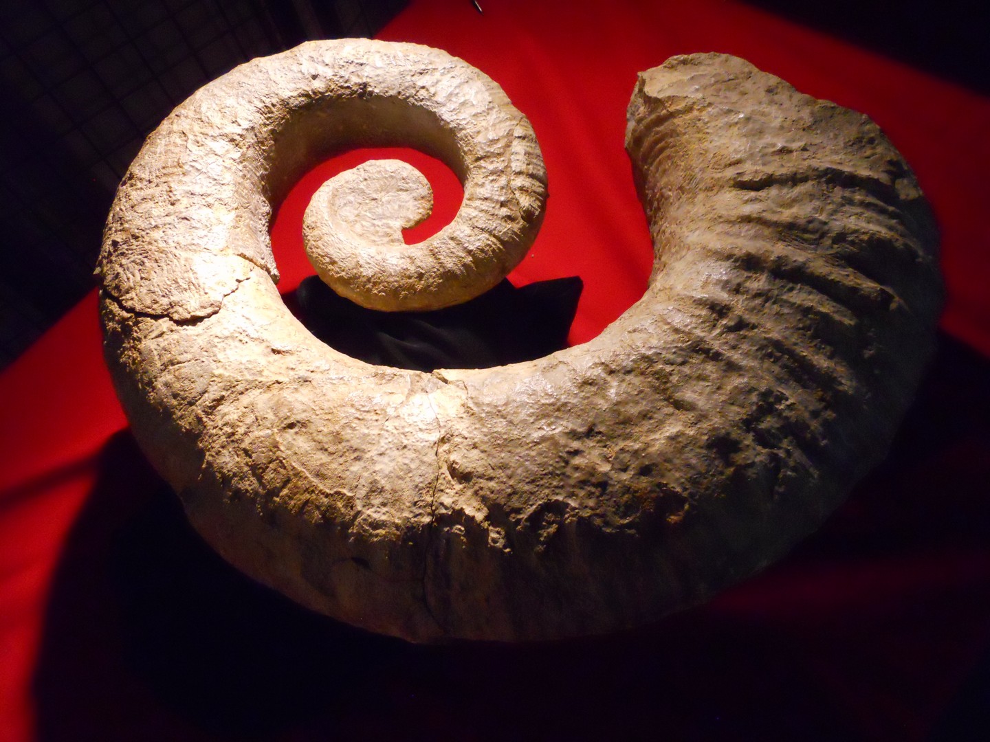 ammonite "déroulée" de 70 cm