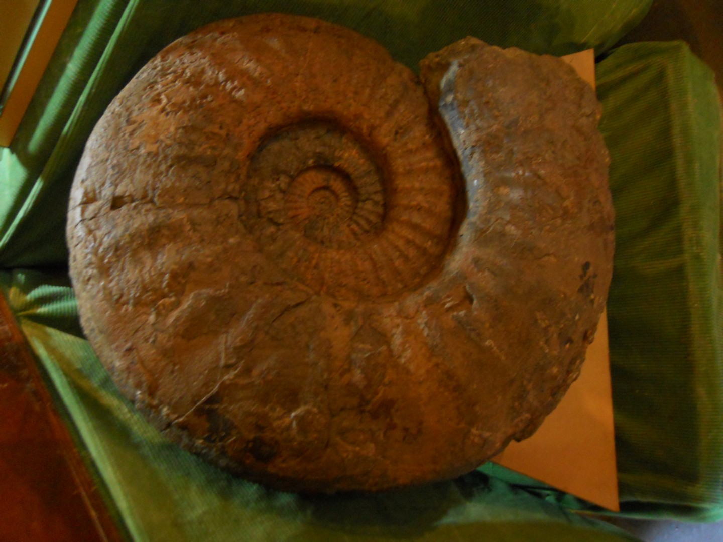 Asterocers du Sinémurien de 60 cm