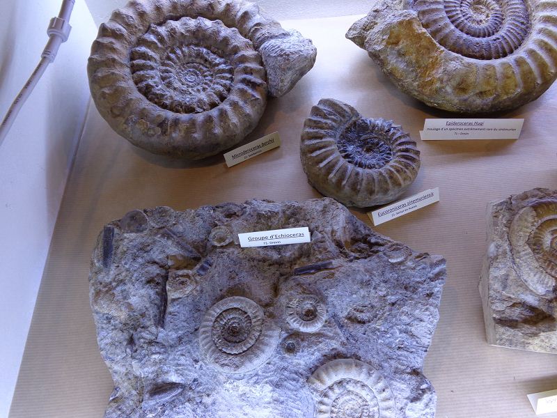 Ammonites du toarcien